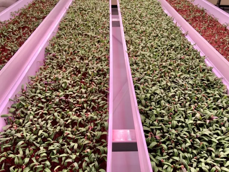 Microgreens